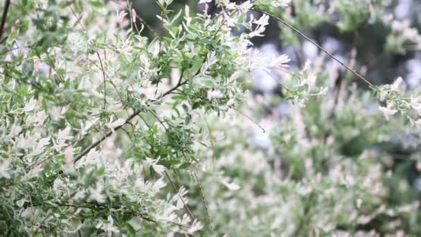 Hermosos arbustos decorativos de verano y elementos de jardín de cerca. . — Vídeos de Stock