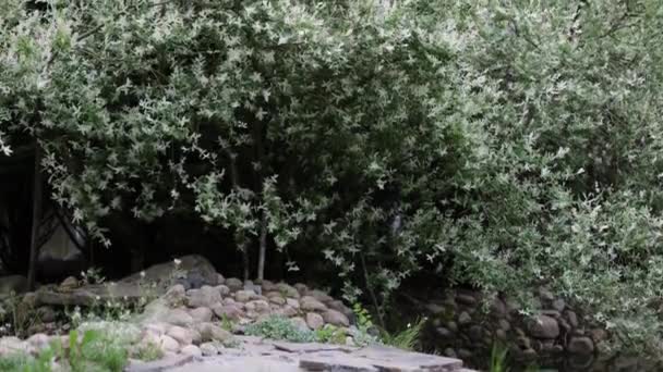 Piękne letnie krzewy dekoracyjne i elementy ogrodowe z bliska.. — Wideo stockowe