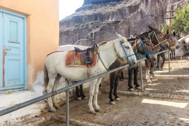 Santorini Katırları