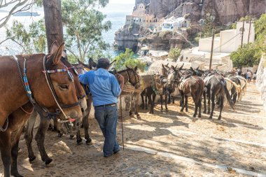 Santorini Katırları