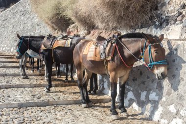 Santorini Katırları