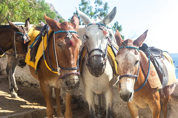 Mules Santorini — Zdjęcie stockowe