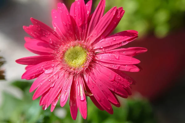 Bir Yağmur Sonra Yağmur Damlaları Ile Parlak Pembe Gerbera Papatya — Stok fotoğraf