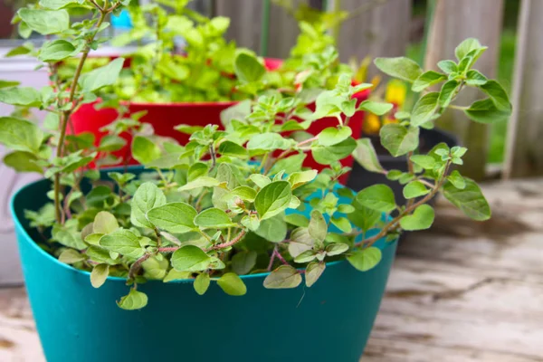 Origan Grec Frais Parfumé Vert Pot Jardin Aux Herbes — Photo