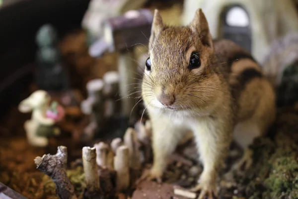 Cute Little Chipmunk Being Attentive Miniature Surroundings — Stock Photo, Image