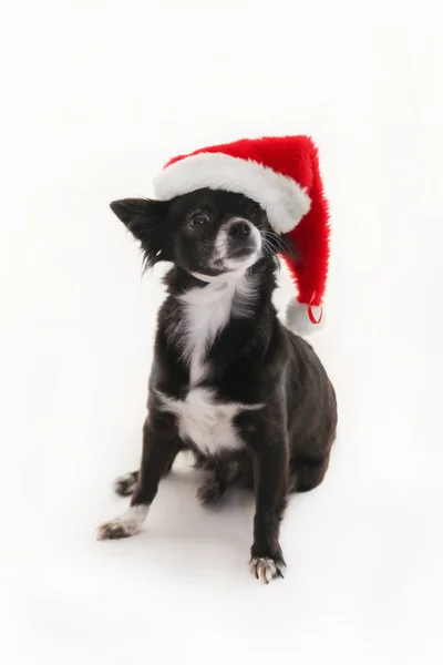 Chihuahua Blanco Negro Con Sombrero Navidad Festivo Rojo Con Una —  Fotos de Stock