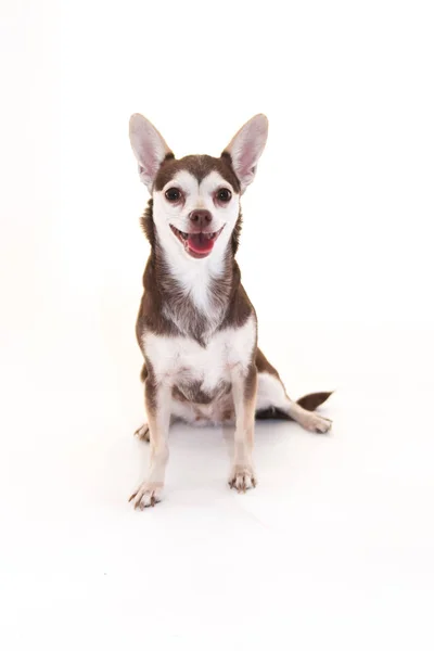 Boldog Mosolygós Chihuahua Kutya Füle Ragadt Nyelv Stickting Fehér Háttér — Stock Fotó