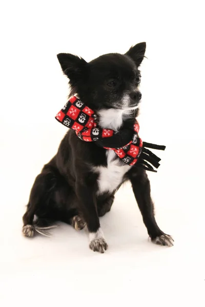 白い背景の上に座ってスカル スカーフ着用をこだわりの耳を持つ黒と白のチワワ犬 — ストック写真