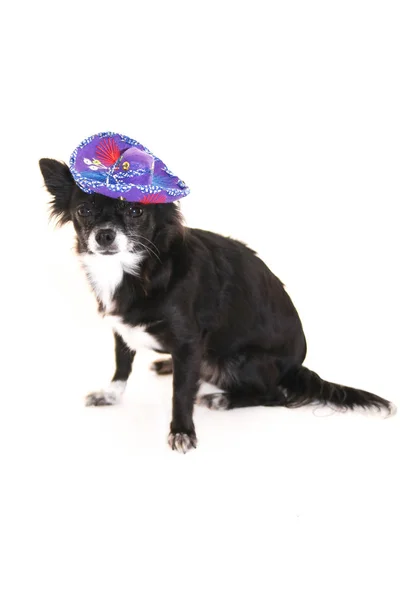 Czarno Biały Pies Chihuahua Ubrany Meksykańskie Sombrero Siedząc Białym Tle — Zdjęcie stockowe