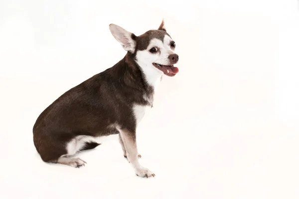 Brown White Chihuahua Dog Sitting White Background — Stock Photo, Image