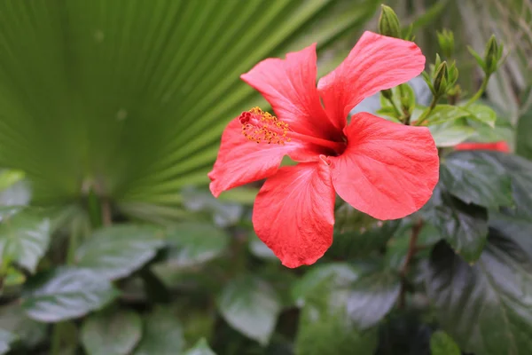 Beautiful Red Hibiscus Flower Growing Wild Lush Background Tropical Green — Stock Photo, Image