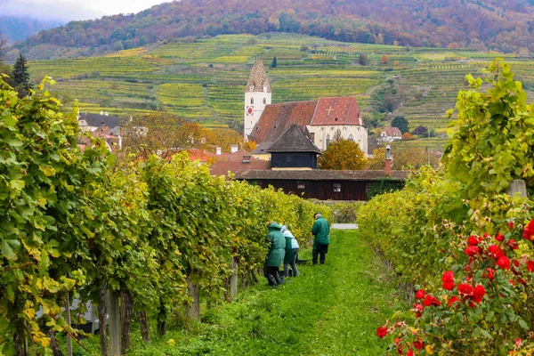 Люди Собирают Виноград Винограднике Дождливый День Австрии — стоковое фото