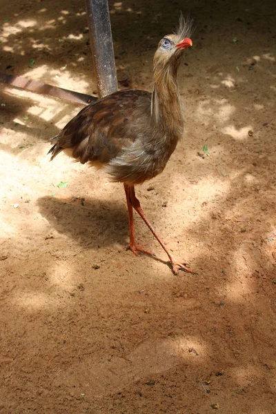 Foz Iguacu Brazil Feb 2018 Bird Enclosure Bird Park Iguacu — Stock Photo, Image