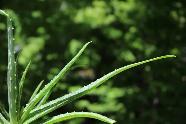 Aloe Vera Rostlina Bohatými Zelenými Listy Přírodou Pozadí — Stock fotografie