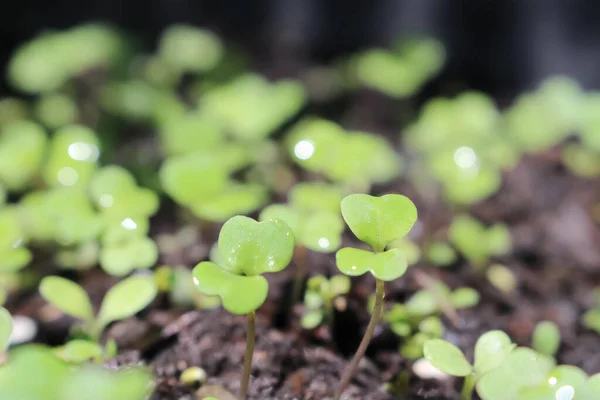 Lechuga Verdura Mixta Brotando Del Suelo Primavera — Foto de Stock