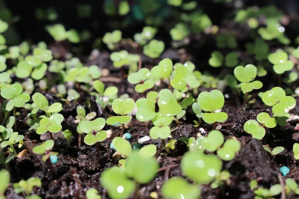 Mixed Greens Lettuce Sprouting Out Ground Spring — Stock Photo, Image