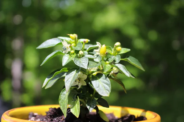 Planta Pimiento Picante Creciendo Una Maceta Aire Libre Con Fondo — Foto de Stock