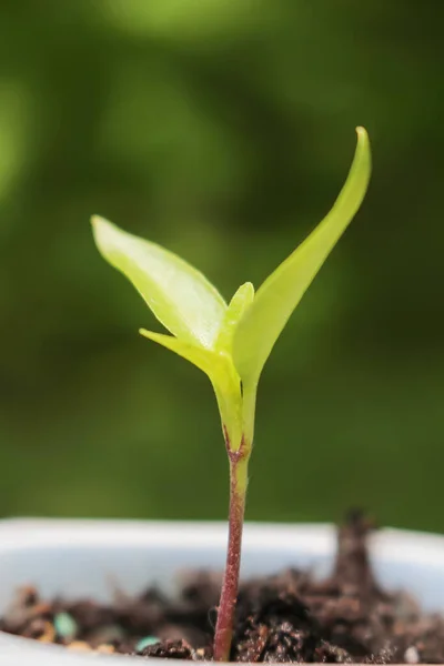 Profundidade Rasa Campo Planta Pimenta Que Seedling Groing Recipiente Fundo — Fotografia de Stock