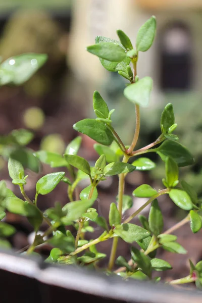 Jonge Groene Tijm Plant Groeiend Een Container Kruidentuin Tijdens Voorjaar — Stockfoto