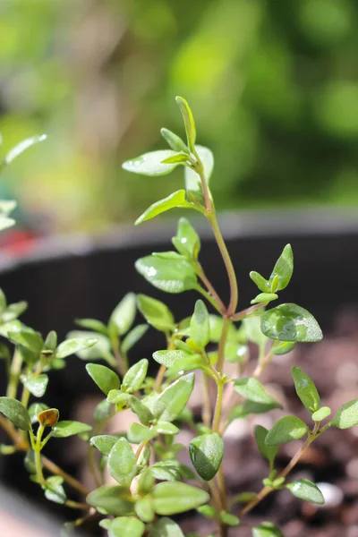 Jonge Groene Tijm Plant Groeiend Een Container Kruidentuin Tijdens Voorjaar — Stockfoto