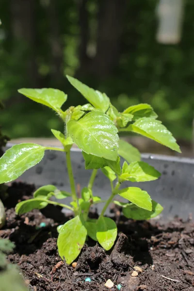 Joven Planta Cultivo Albahaca Sagrada También Conocida Como Albahaca Tulsi — Foto de Stock