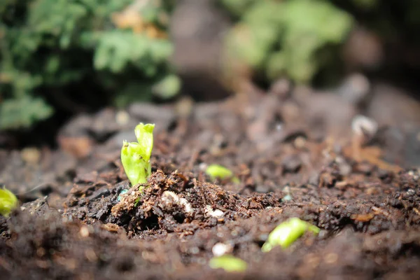 Snowpeas Sprouting Out Soil Seed Spring — Stock Photo, Image