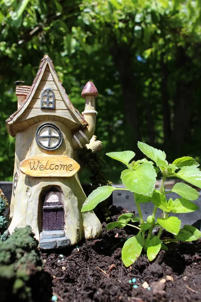 Junges Pflänzchen Des Heiligen Basilikums Auch Als Tulsi Basilikum Bekannt — Stockfoto