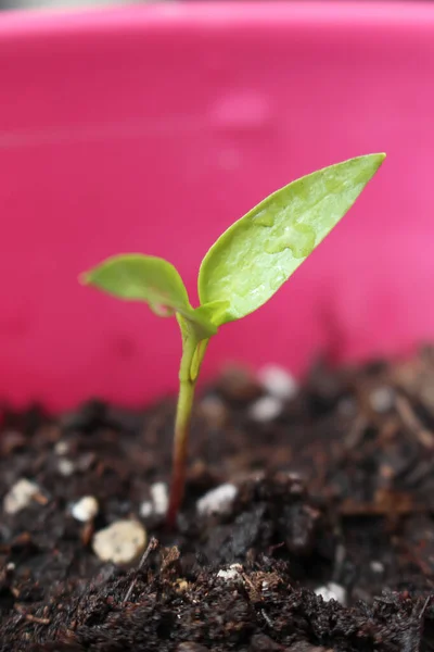 Profundidade Rasa Campo Planta Pimenta Groing Planta Cultivada Sementes Recipiente — Fotografia de Stock