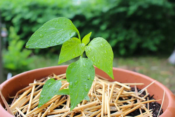 Ondiepe Velddiepte Peper Plant Zaailing Groeien Een Container Tuin — Stockfoto
