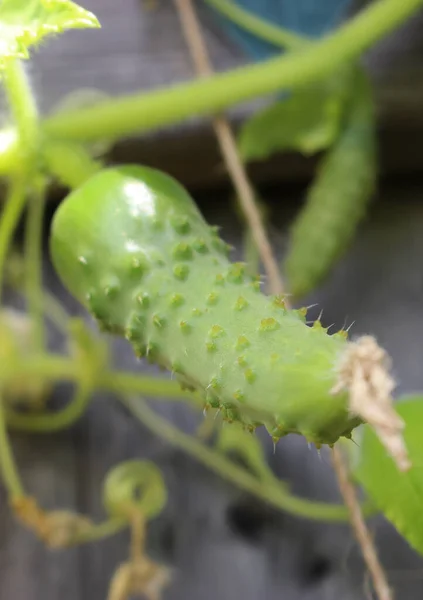 Sarmaşıkta Yetişen Küçük Yeşil Salatalık Sığ Bir Derinlikte — Stok fotoğraf