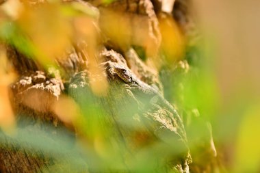 büyük kahverengi kertenkele bir ağaç gövdesinde dinlenme