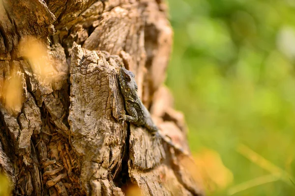 Lagarto Marrom Grande Descansando Tronco Árvore — Fotografia de Stock