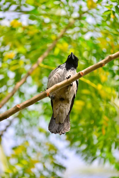 Tek Karga Corvus Corone Bir Ağaç Meşe Gatchina Türkiye 2018 — Stok fotoğraf