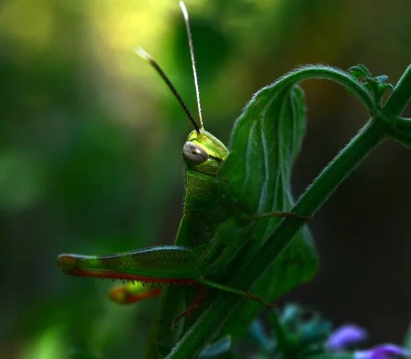 Зеленый Кузнечик Листе — стоковое фото