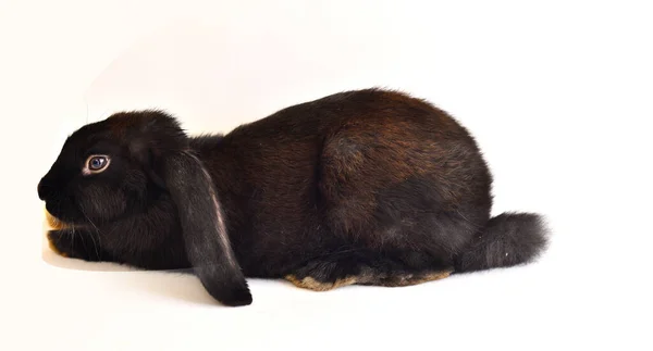 Schwarzes Kaninchen Isoliert Auf Weißem — Stockfoto