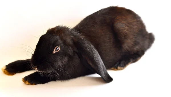 Conejo Negro Aislado Blanco —  Fotos de Stock