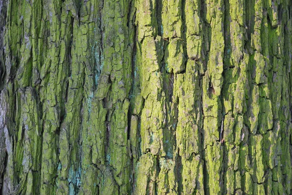 Boomschors Bedekt Met Mos Korstmos Een Zonnige Lentedag — Stockfoto