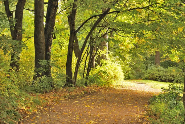 Zlatý Podzim Krásném Parku — Stock fotografie