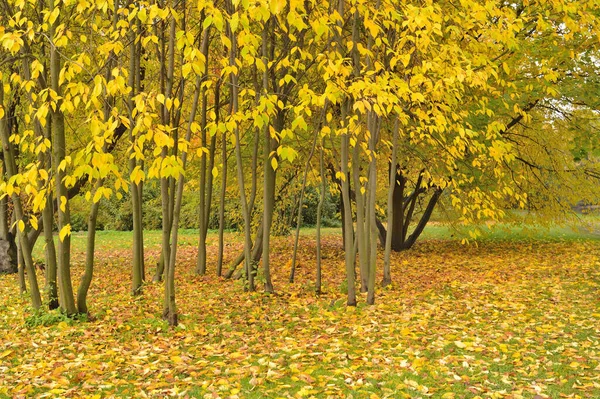 Golden Autumn Very Beautiful Park — Stock Photo, Image