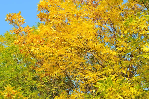 Very Beautiful Autumnal Golden Ash Tree — Stock Photo, Image
