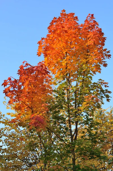 Très Beaux Arbres Automnaux Dans Parc — Photo