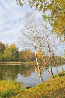 Güzel parktaki altın sonbahar