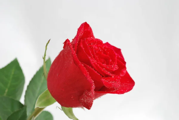 Rosa Roja Delicada Muy Hermosa Cubierta Con Gotitas Agua — Foto de Stock