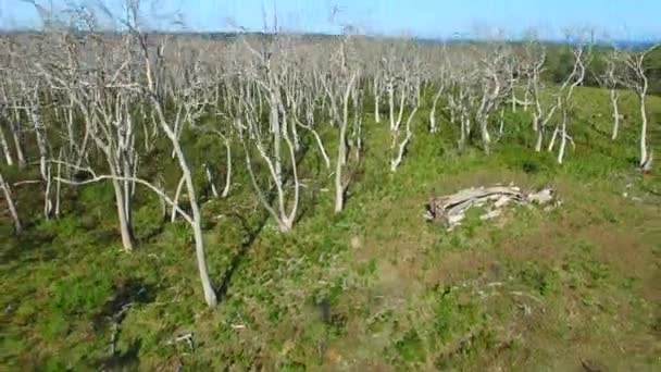 Kahle Bäume im Great Otoway National Park, Victoria - Australien — Stockvideo