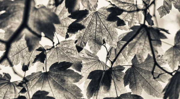 Foglie Albero Verde Retroilluminato Concetto Stagione Natura — Foto Stock