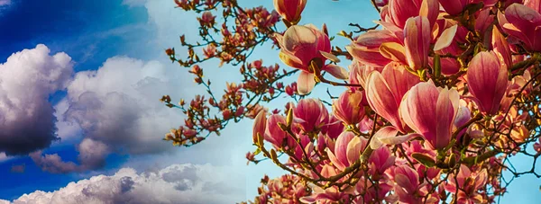 Magnolienblüte Mit Buntem Himmel Auf Hintergrund — Stockfoto