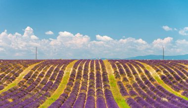 Lavanta meadows panorama yaz sezonu.