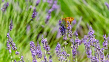 Lavanta sahada kelebek.