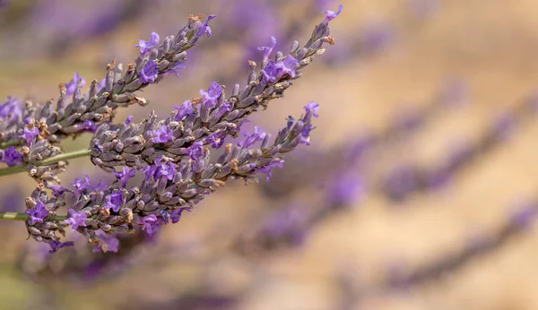 Close Prado Lavanda — Fotografia de Stock