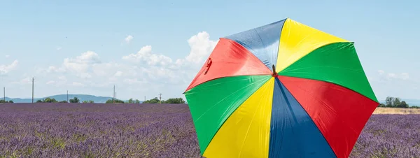 Achteraanzicht Van Vrouw Met Kleurrijke Paraplu Een Weide Van Lavendel — Stockfoto